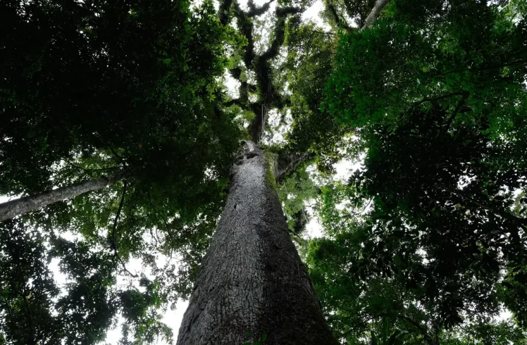Lula veta trechos do PL do Licenciamento Ambiental para garantir proteção ao meio ambiente