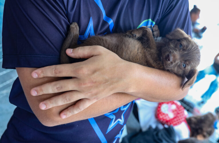 Feira de Adoção de Cães e Gatos acontece neste sábado em Maricá
