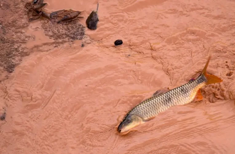 Samarco e Vale são multadas em mais de R$ 1,8 bilhão
