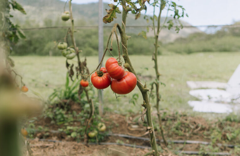 Colheita de tomates especiais do Inova Agroecologia atrai pesquisadores de Goiás em Maricá
