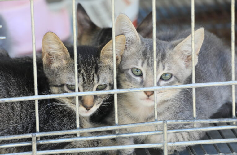 Feira de Adoção de Cães e Gatos acontece neste sábado (11/10) em Ponta Negra