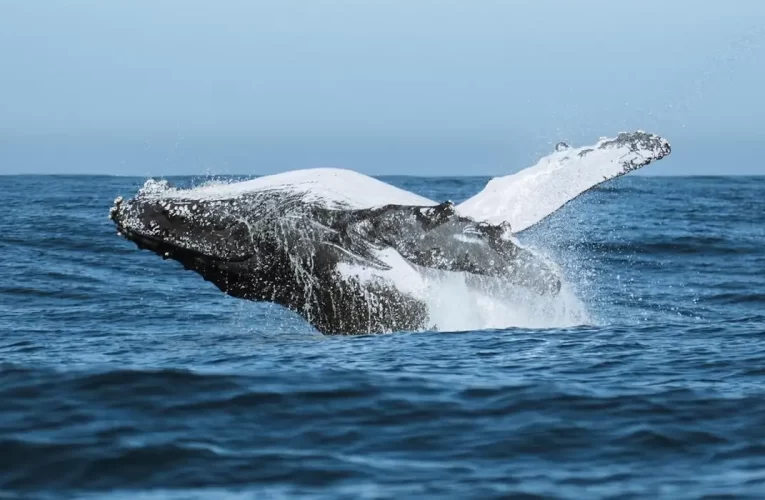 Festival une ciência, tecnologia e meio ambiente no audiovisual