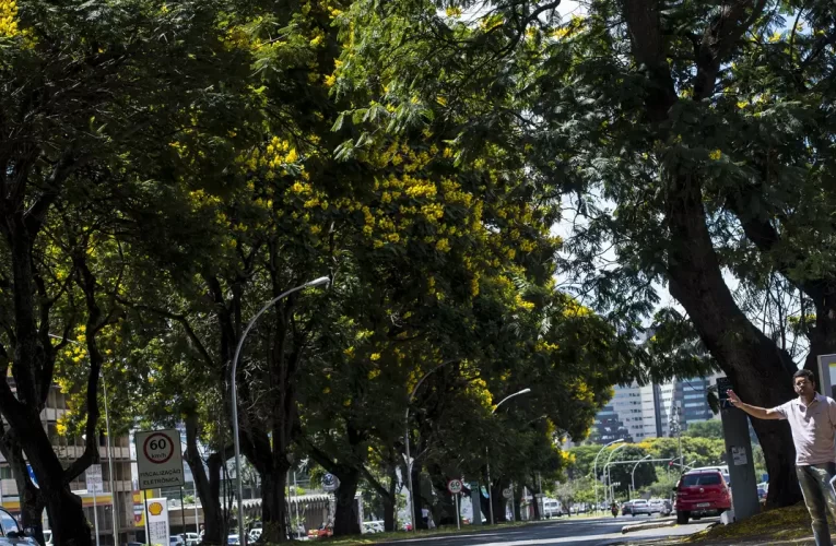 COP30: Brasil lança plano nacional para aumentar arborização urbana