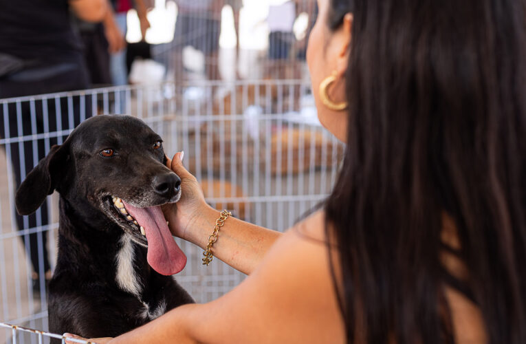 Feira de Adoção de Cães e Gatos acontece neste sábado em Maricá