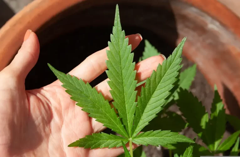 STJ adia prazo para regulamentar plantio de cannabis medicinal