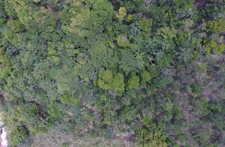 Exposição digital mostra vida nos seis biomas brasileiros