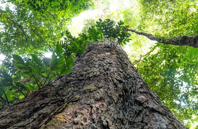 Suíça anuncia doação de R$ 33 milhões para Fundo Amazônia