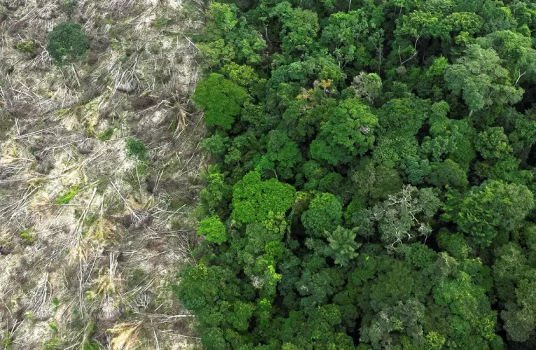 Estudo aponta que 62% da exploração madeireira no Amazonas é ilegal, diz Imazon