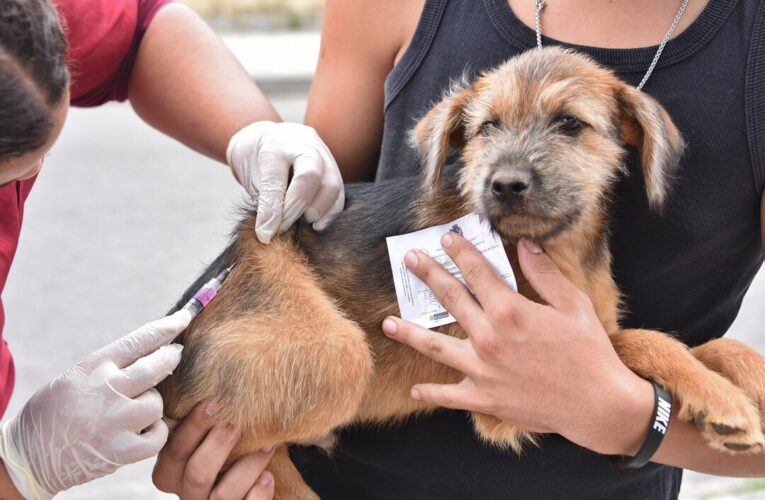 Maricá vacina mais de 25 mil cães e gatos contra a raiva em 2025