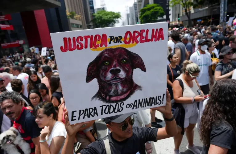 Caso Orelha: polícia pede internação de adolescente envolvido na morte do cão