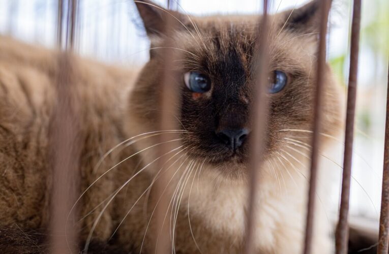 Maricá realiza campanha de adoção e cadastro para castração de cães e gatos