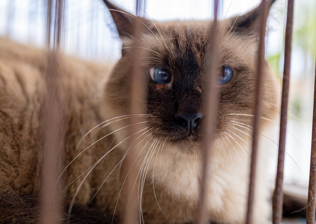 adoção responsável, castração animal, bem-estar animal, cães e gatos, Maricá, proteção animal