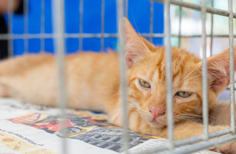 Maricá, adoção de animais, cães e gatos, Bem-Estar Animal, Itaipuaçu, campanha de adoção, proteção animal, Prefeitura de Maricá, adoção responsável