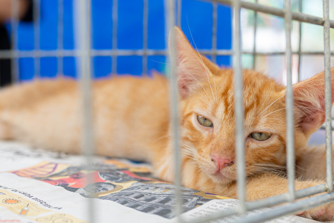 Maricá, adoção de animais, cães e gatos, Bem-Estar Animal, Itaipuaçu, campanha de adoção, proteção animal, Prefeitura de Maricá, adoção responsável