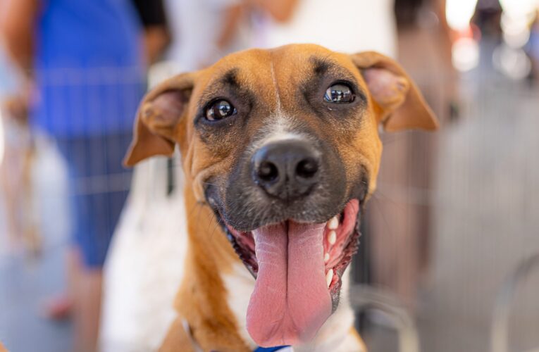 Maricá realiza Castração Solidária para cães e gatos neste sábado
