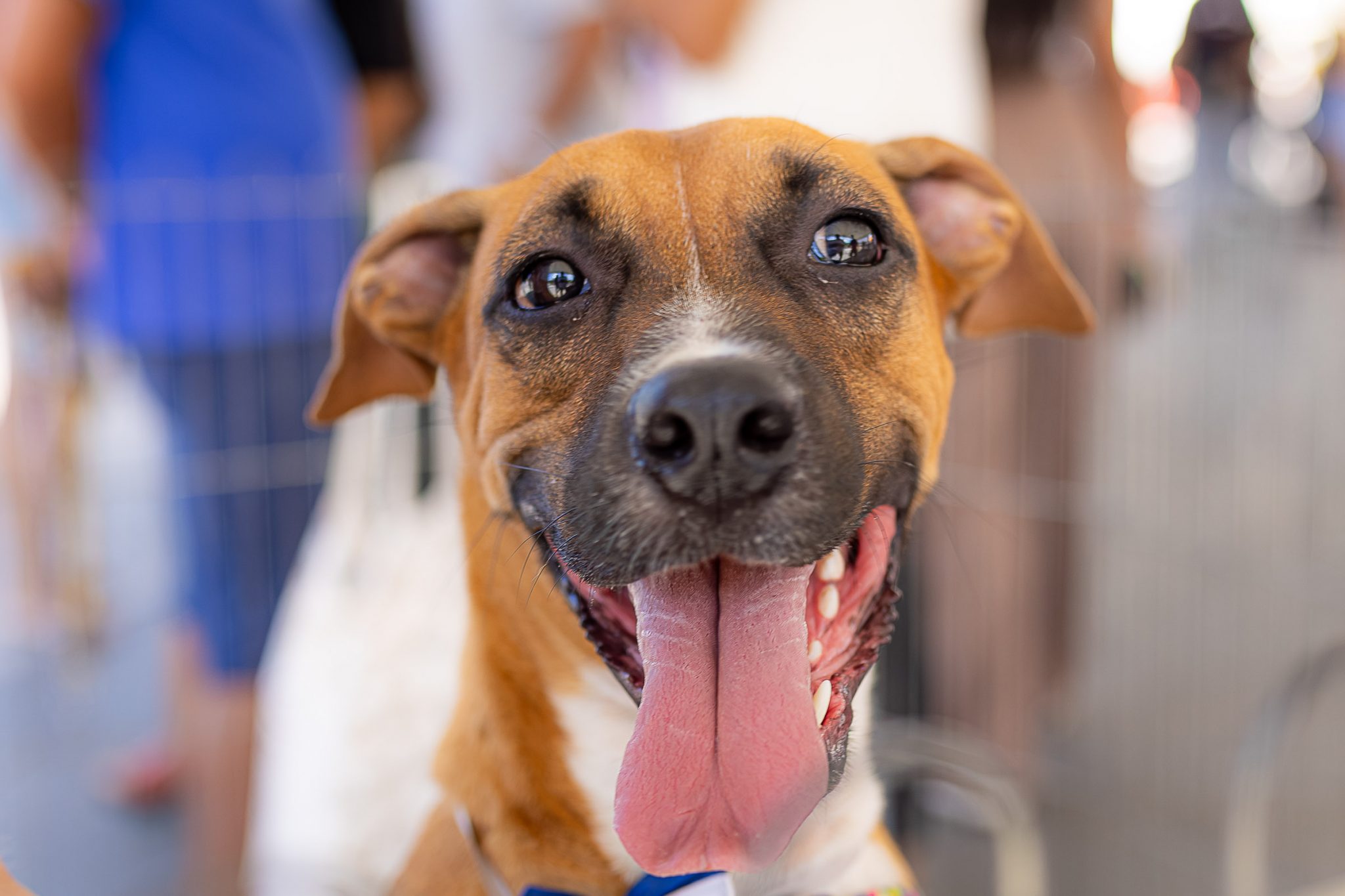 castração solidária, bem-estar animal, cães e gatos, Maricá, proteção animal, pets