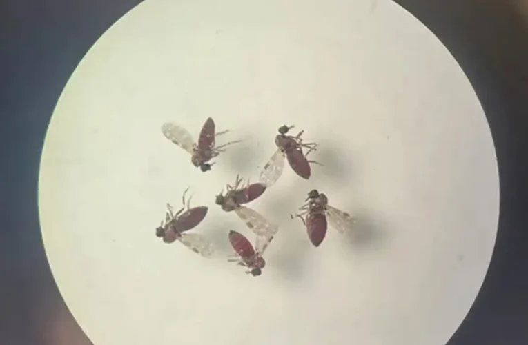 Casos de Oropouche podem atingir 2% da população brasileira