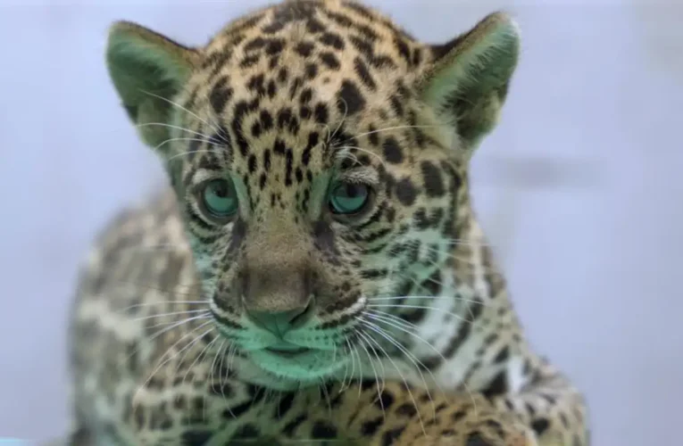 Filhote de onça-pintada ganha nome Xingu no Pará