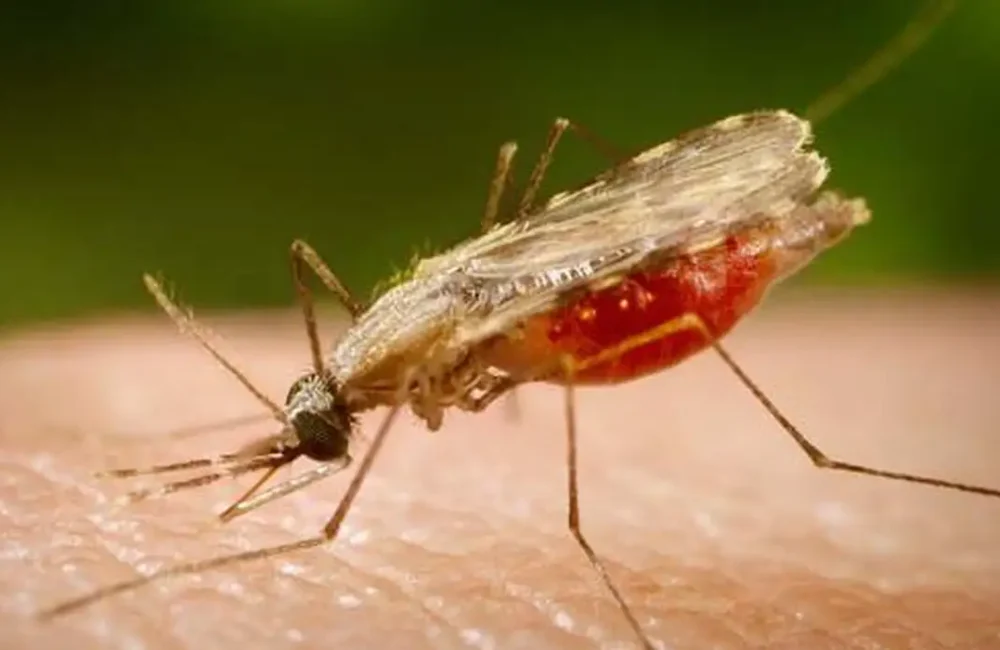 Fiocruz, vacina contra a malária, malária, Plasmodium, Nature, Caroline Junqueira, pesquisa científica, saúde, imunização, ciência