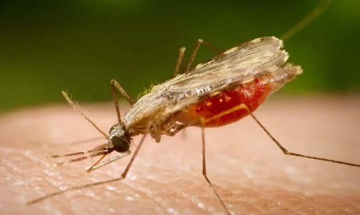 Fiocruz, vacina contra a malária, malária, Plasmodium, Nature, Caroline Junqueira, pesquisa científica, saúde, imunização, ciência