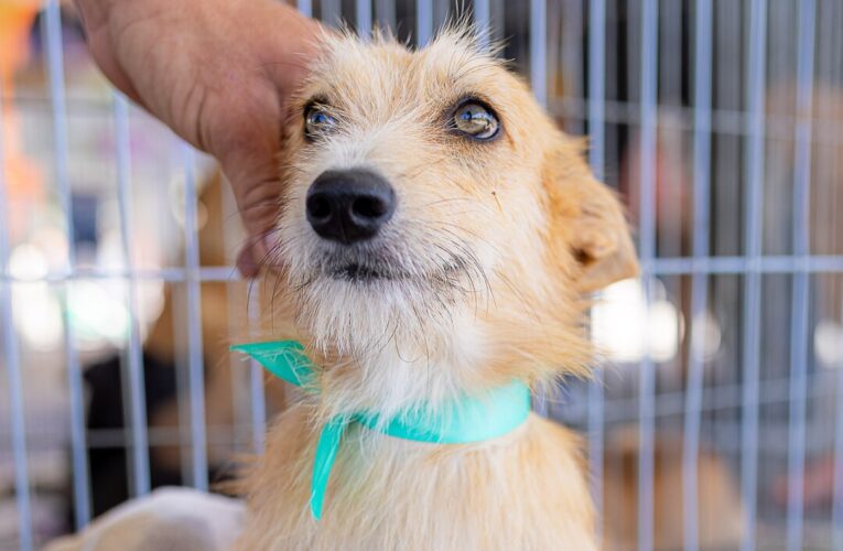 adoção de animais, adoção de cães, adoção de gatos, animais, Bem-Estar Animal, Itaipuaçu, União de Maricá, Maricá, Prefeitura de Maricá, guarda responsável, M1newsTV, M1NewsMaricáNoticias