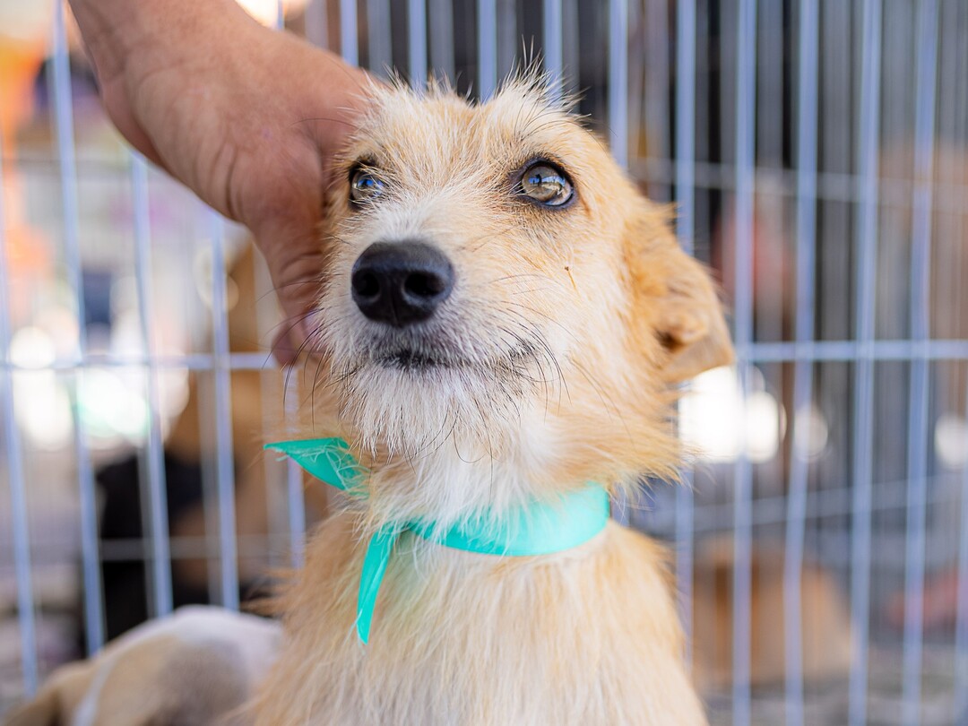 adoção de animais, adoção de cães, adoção de gatos, animais, Bem-Estar Animal, Itaipuaçu, União de Maricá, Maricá, Prefeitura de Maricá, guarda responsável, M1newsTV, M1NewsMaricáNoticias
