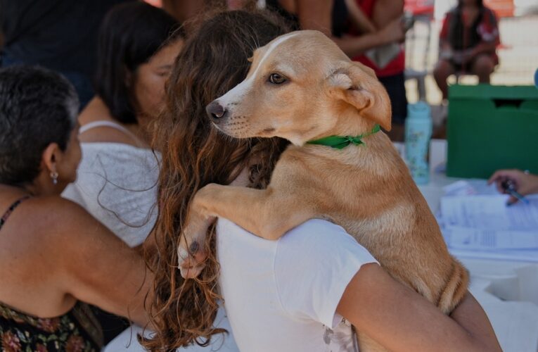 adoção de animais, adoção de cães, adoção de gatos, Maricá, Bem-Estar Animal, animais para adoção, cães e gatos, adoção responsável, M1newsTV, M1NewsMaricáNoticias