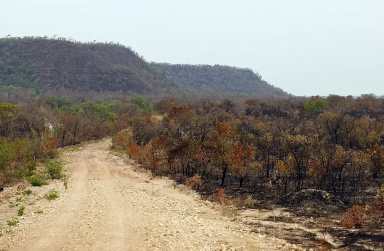 Brasil perde 14% da vegetação nativa em 41 anos, aponta MapBiomas