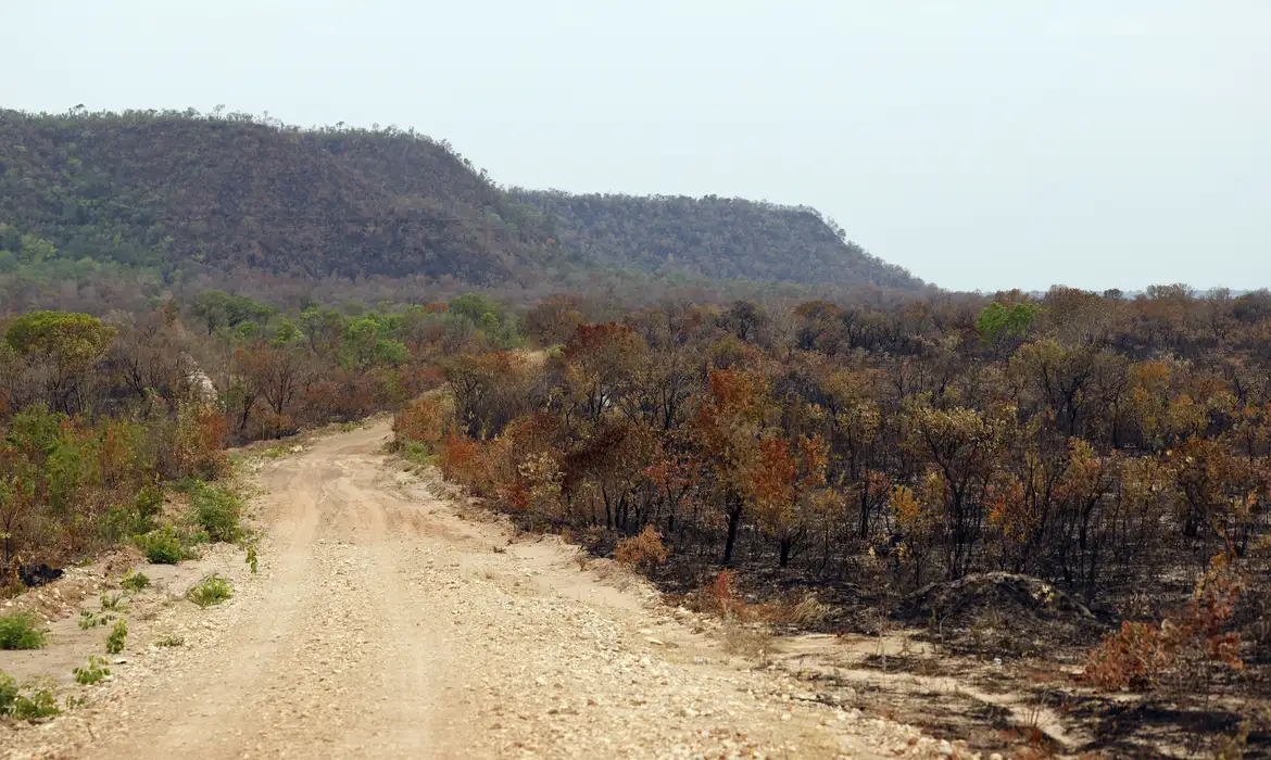 vegetação nativa, MapBiomas, meio ambiente, desmatamento, Amazônia, Cerrado, Mata Atlântica, Pantanal, Caatinga, Pampa, El Niño, cobertura vegetal, mudanças climáticas, sustentabilidade, Brasil, M1newsTV, M1NewsMaricáNoticias