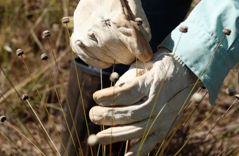 Plantas raras são redescobertas após décadas no Quadrilátero Ferrífero