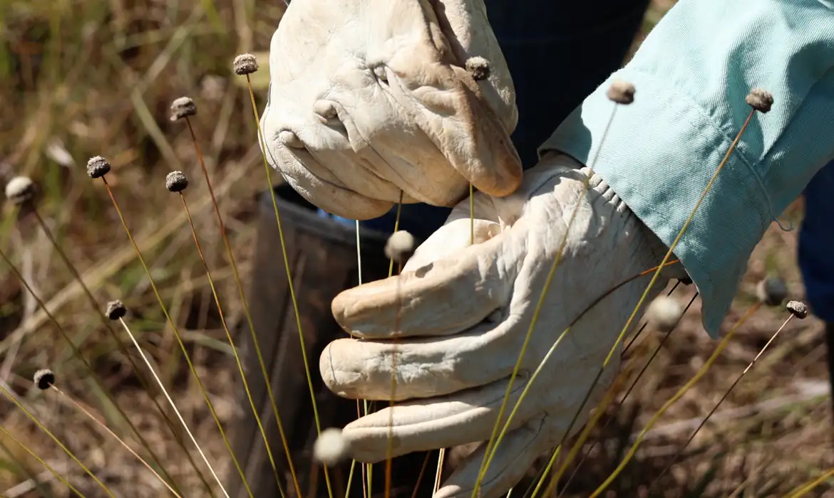 plantas raras, espécies raras, Quadrilátero Ferrífero, Minas Gerais, biodiversidade, meio ambiente, conservação, plantas ameaçadas, espécies endêmicas, sempre-vivas, chuveirinho, Paepalanthus magalhaesii, Coracoralina amoena, Vale, Rede Propagar, M1newsTV, M1NewsMaricáNoticias