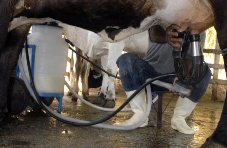 Leite atinge recorde de produção em 2025 apesar da queda no número de vacas ordenhadas