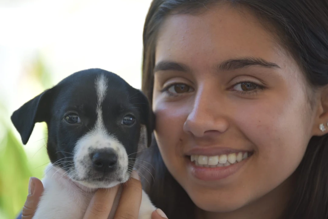 Cães e gatos disponíveis para adoção na campanha itinerante no Shopping Boulevard, Maricá