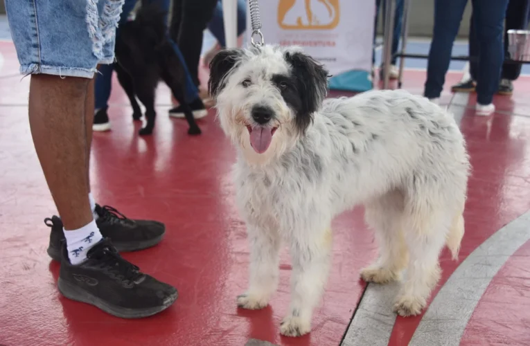 Prefeitura de Maricá inicia vacinação antirrábica gratuita para cães e gatos neste sábado (19/9)